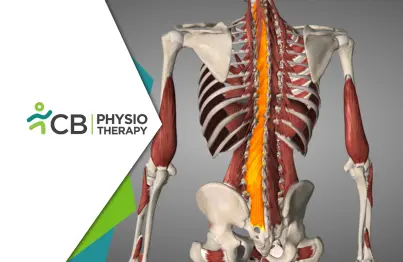 Deep Multifidus Stiffness In Athletes | Fixing Chronic Low Back Pain With Physiotherapy