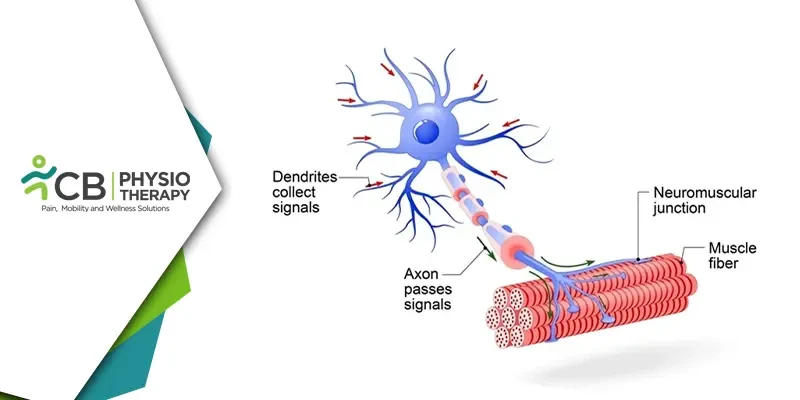 मोटर न्यूरॉन घावों और संबंधित रोगों को समझना